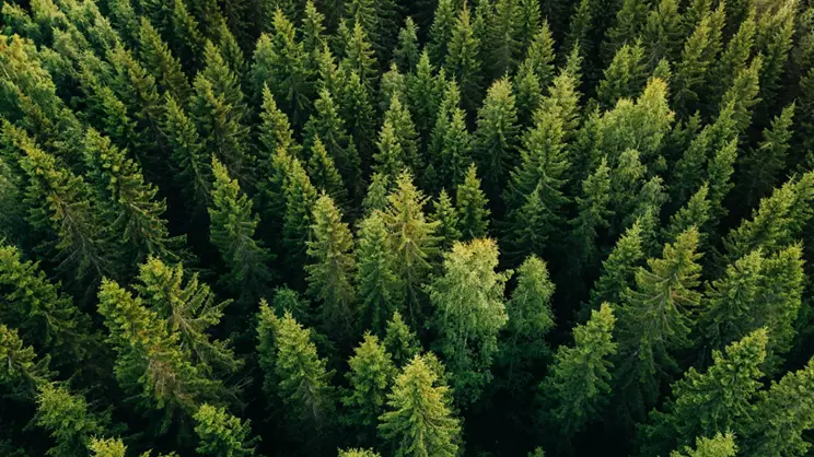 Forest of pine trees
