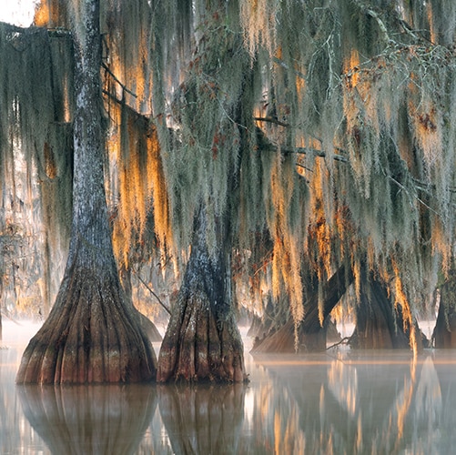 Trees in water