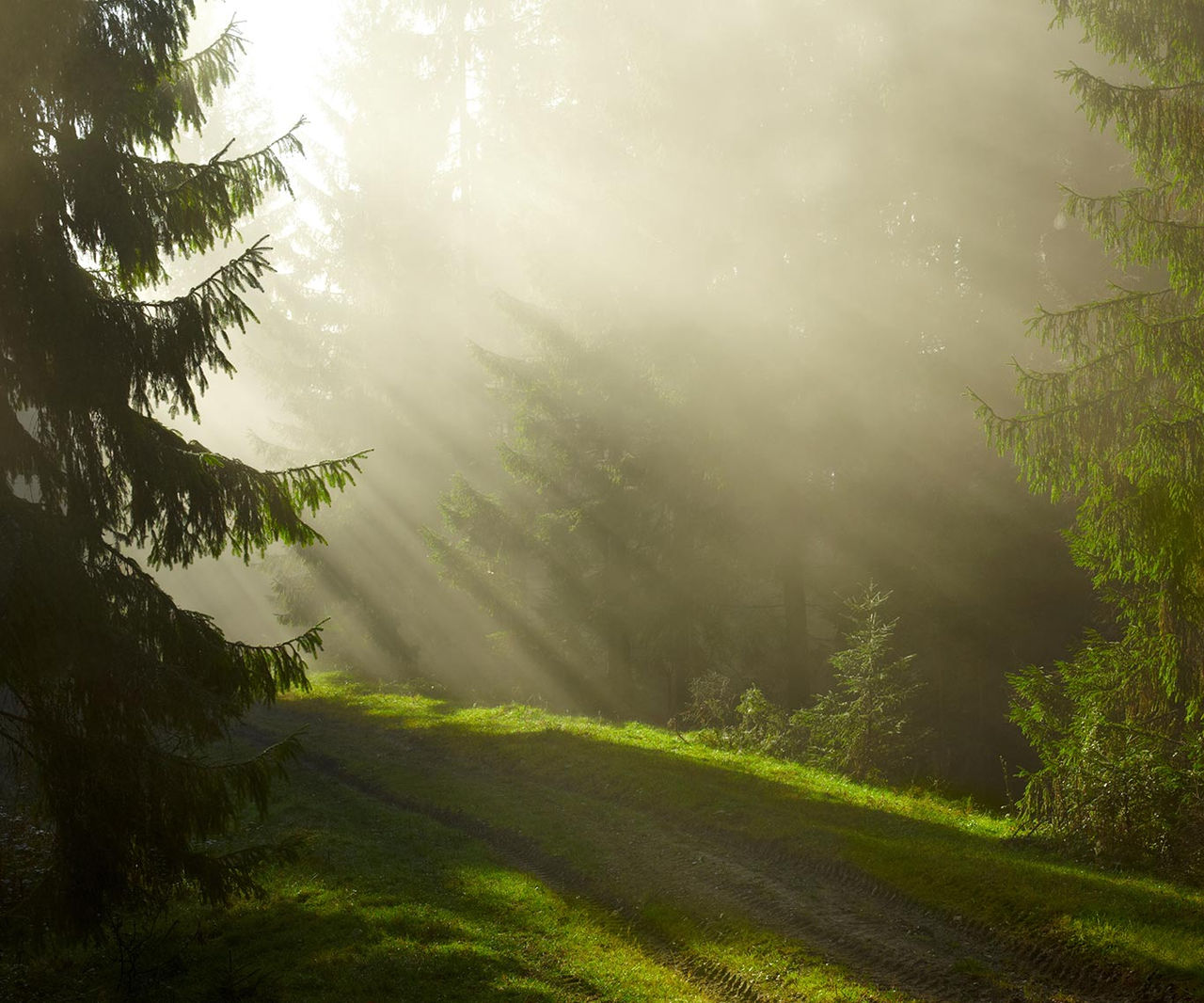 Trees in a forest