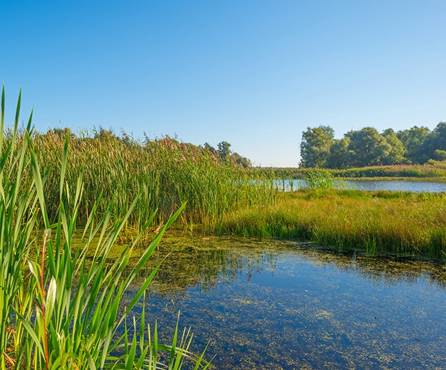 Wetland